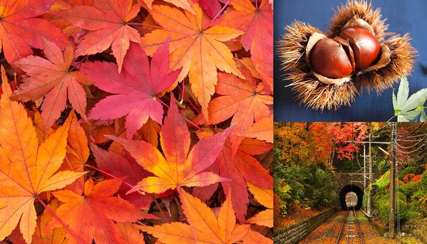 秋の季節！ 紅葉する景観や秋の味覚の写真素材まとめ