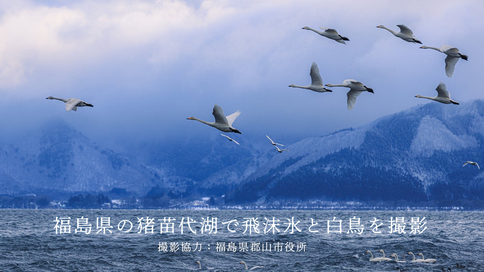 真冬の猪苗代湖で飛沫氷（しぶきごおり）と白鳥の写真素材を撮ってき