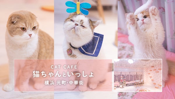 映える猫カフェ「猫ちゃんといっしょ」に行ってきました