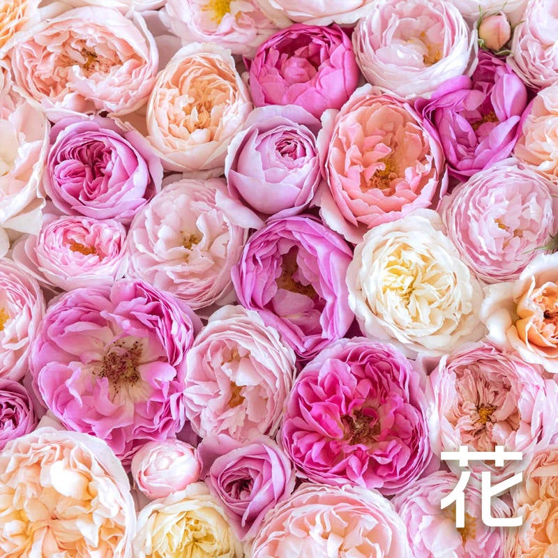 花のテクスチャー