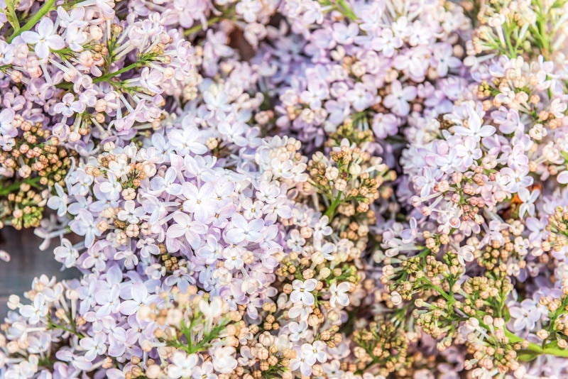 ライラックの花の写真素材