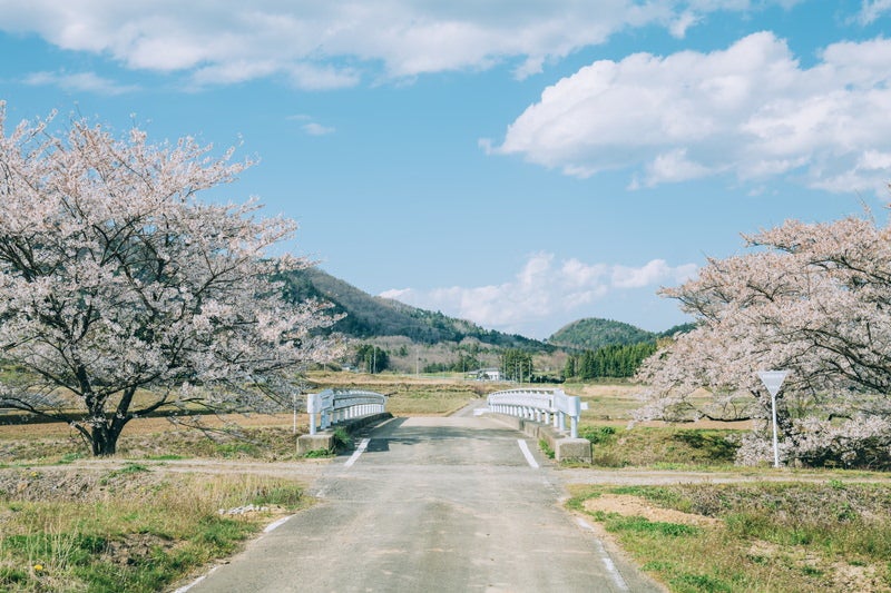笹原川に咲く桜（福島県郡山市）の写真素材