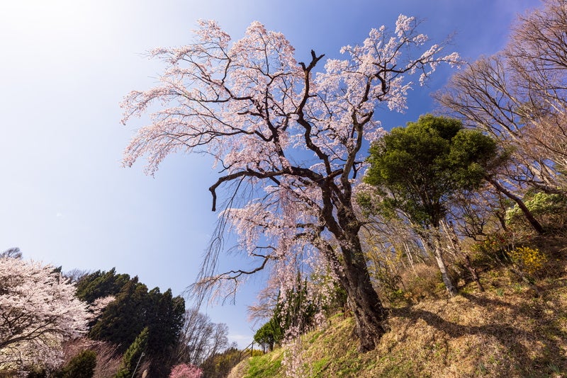 道路脇の斜面に咲く伊勢桜の写真素材