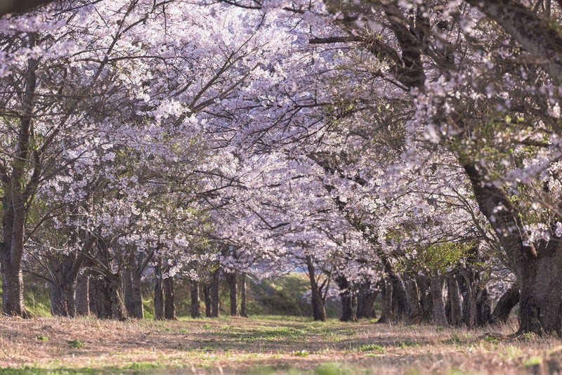 笹原川の桜並木の写真素材