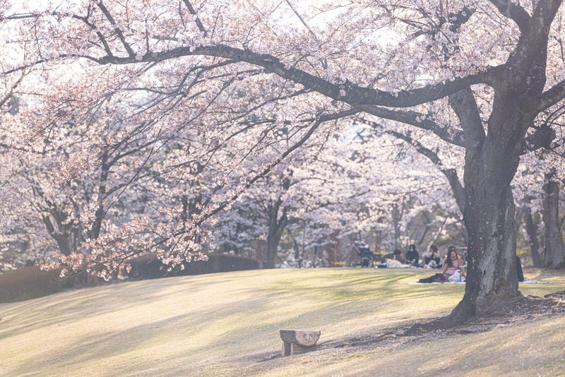 桜満開の逢瀬公園（福島県郡山市）の写真素材