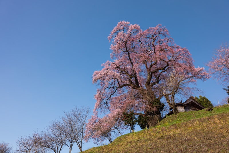 樹齢約500年の天神夫婦桜の写真素材