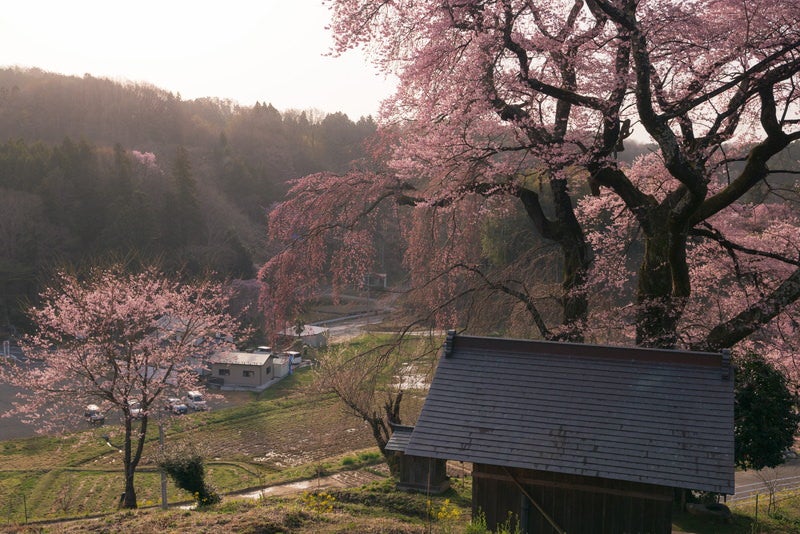 デコ屋敷近くに咲く樹齢500年の天神夫婦桜の写真素材