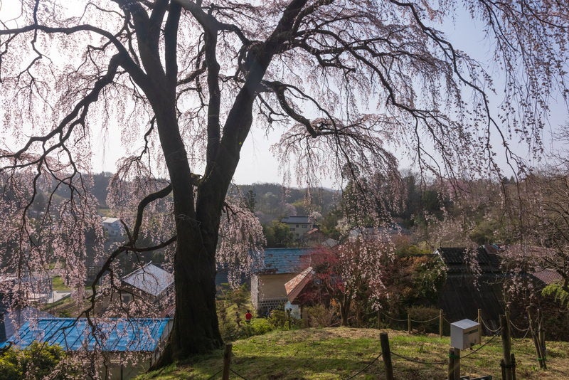 内出の桜から町を見回すの写真素材