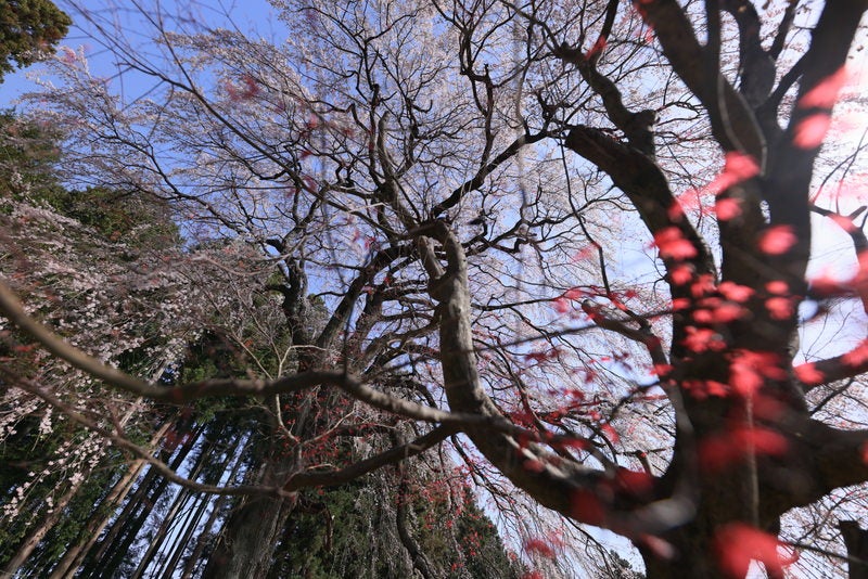 樹齢約200年のしだれ桜「内出の桜」の様子の写真素材