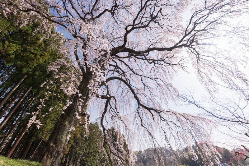 しなやかに咲く「内出の桜」の写真素材