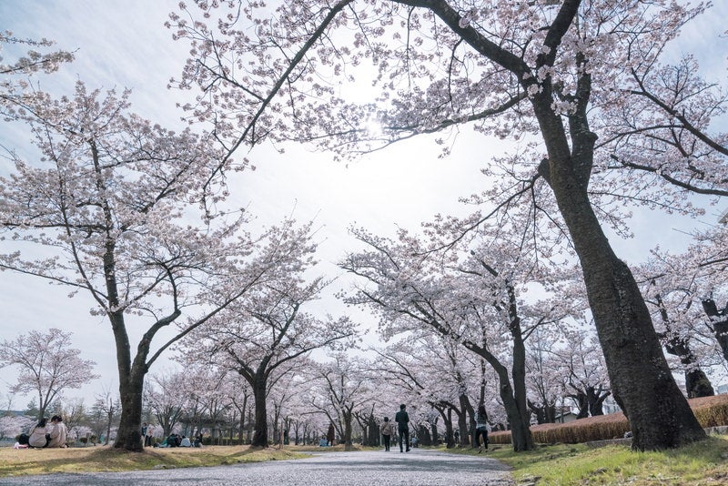 開成山公園の桜並木の写真素材