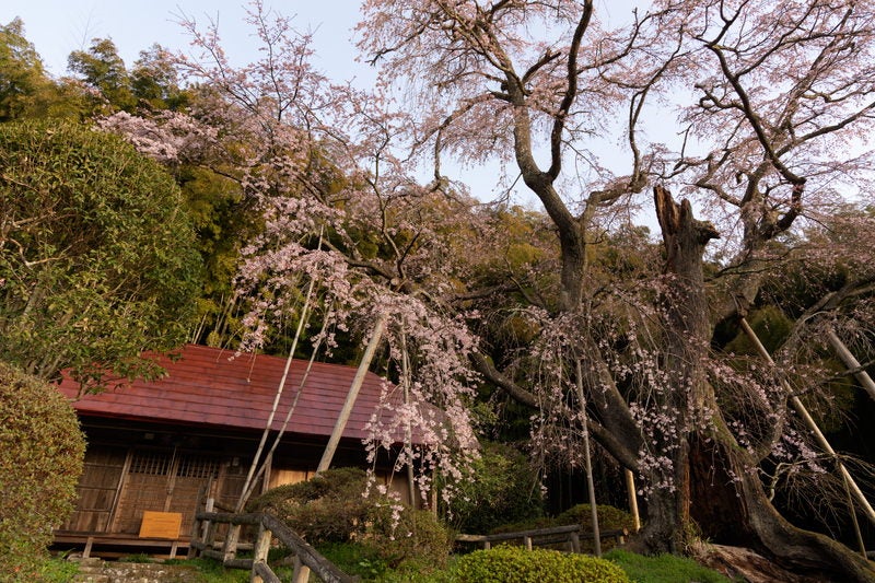 雪村庵を覆う雪村（せっそん）桜の写真素材