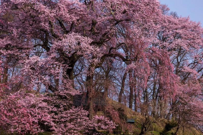 二本の桜が夫婦のように寄り添き咲く「天神夫婦桜」の写真素材