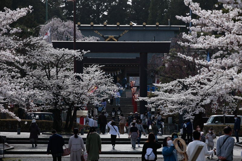 開成山大神宮の鳥居と桜並木の写真素材