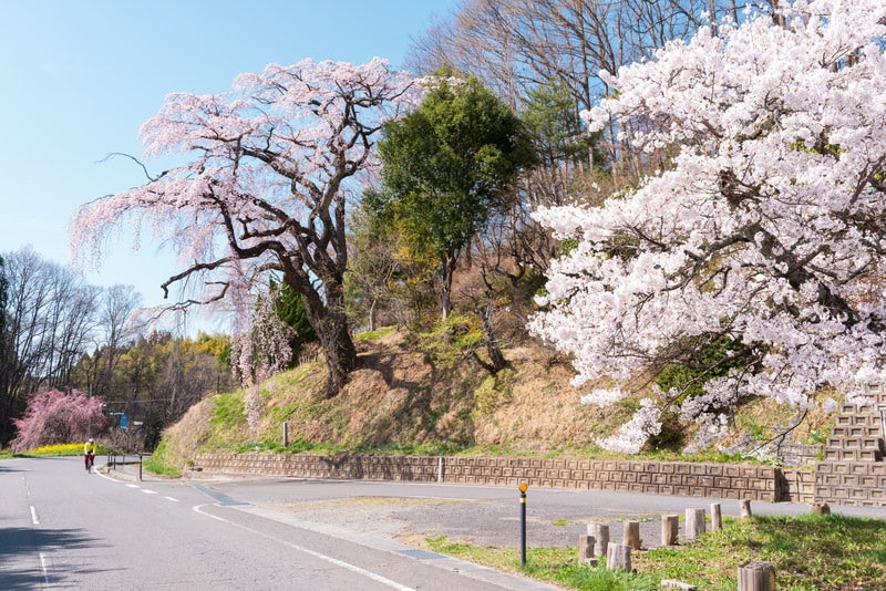 伊勢谷商店の主人が植栽した一本桜「伊勢桜」の写真素材