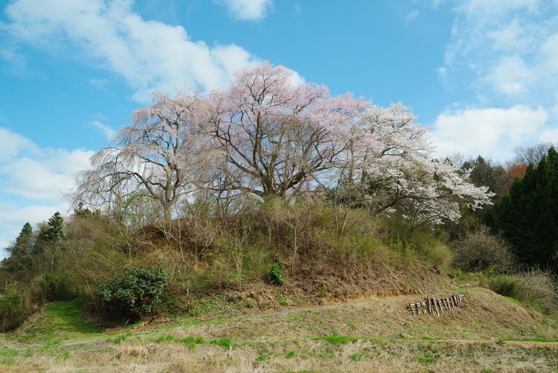 青空と黒木石造り三層塔の桜の写真素材
