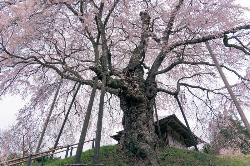 上石の不動桜の大樹の写真素材