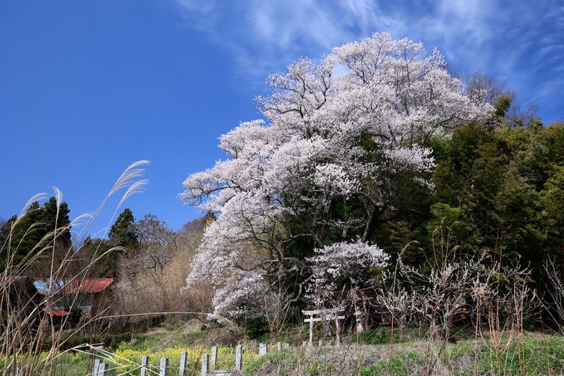 大和田稲荷神社の子授け櫻の写真素材