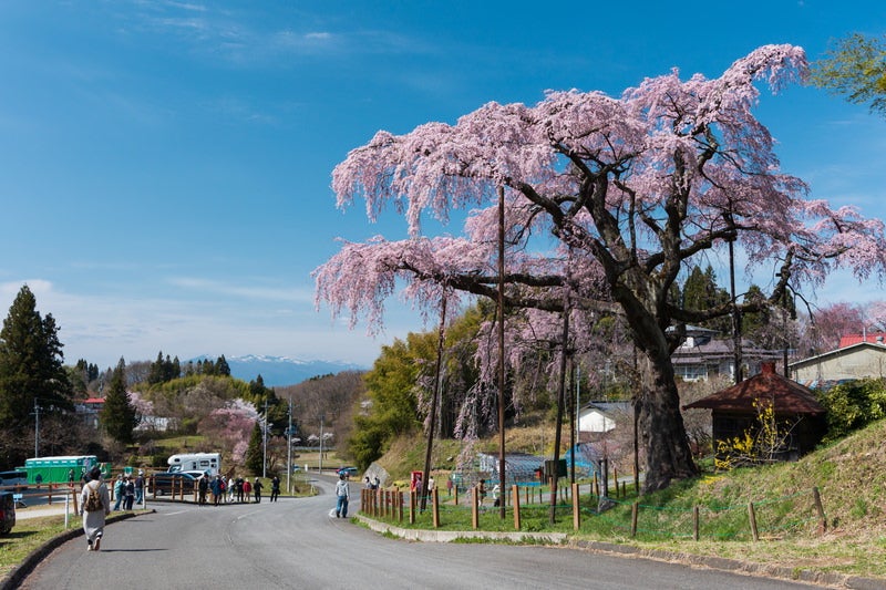 紅枝垂地蔵桜を見に来た観光客の写真素材