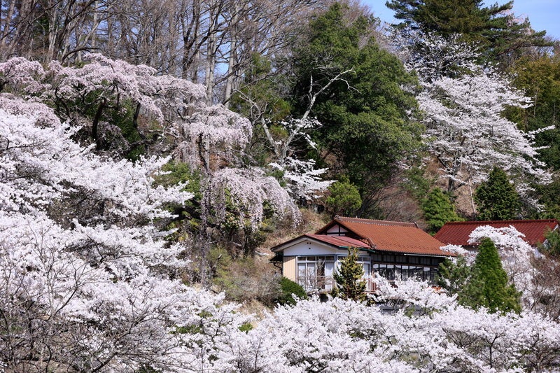 伊勢桜を囲む桜達の写真素材