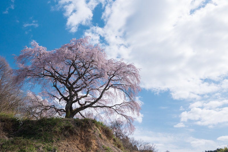清々しい青空と表の桜の写真素材