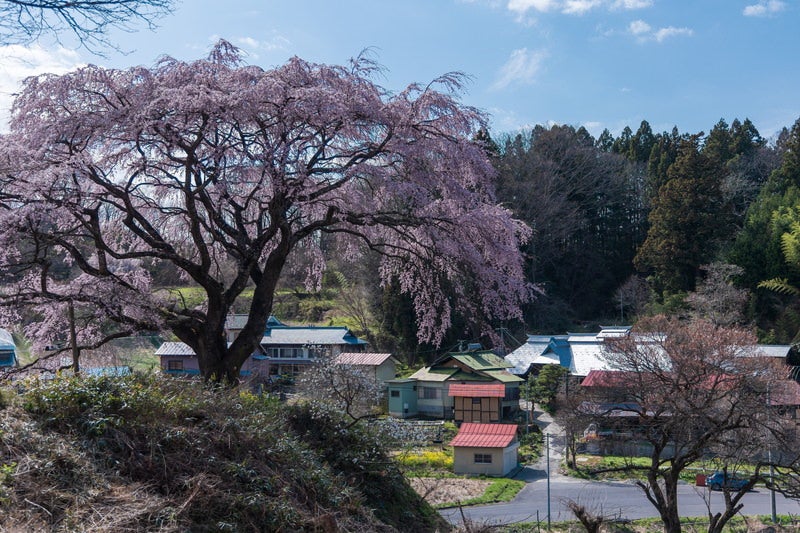 表の桜と民家の写真素材