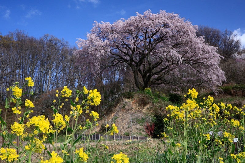 菜の花と表の桜の写真素材