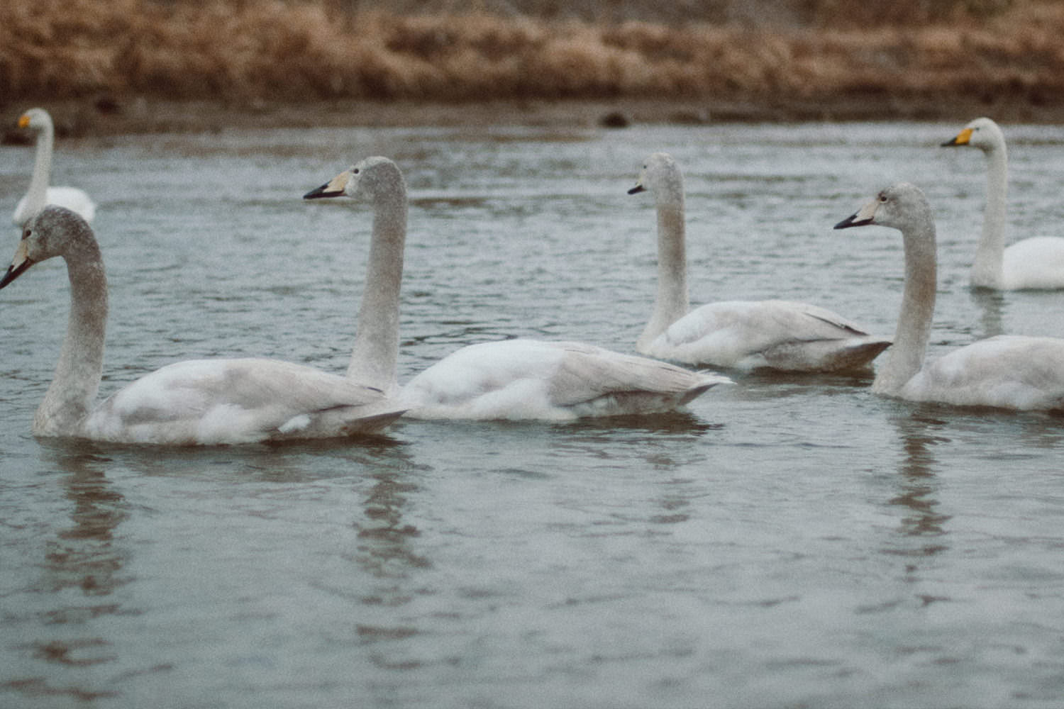 浪江町の川で遭遇した白鳥の群れ