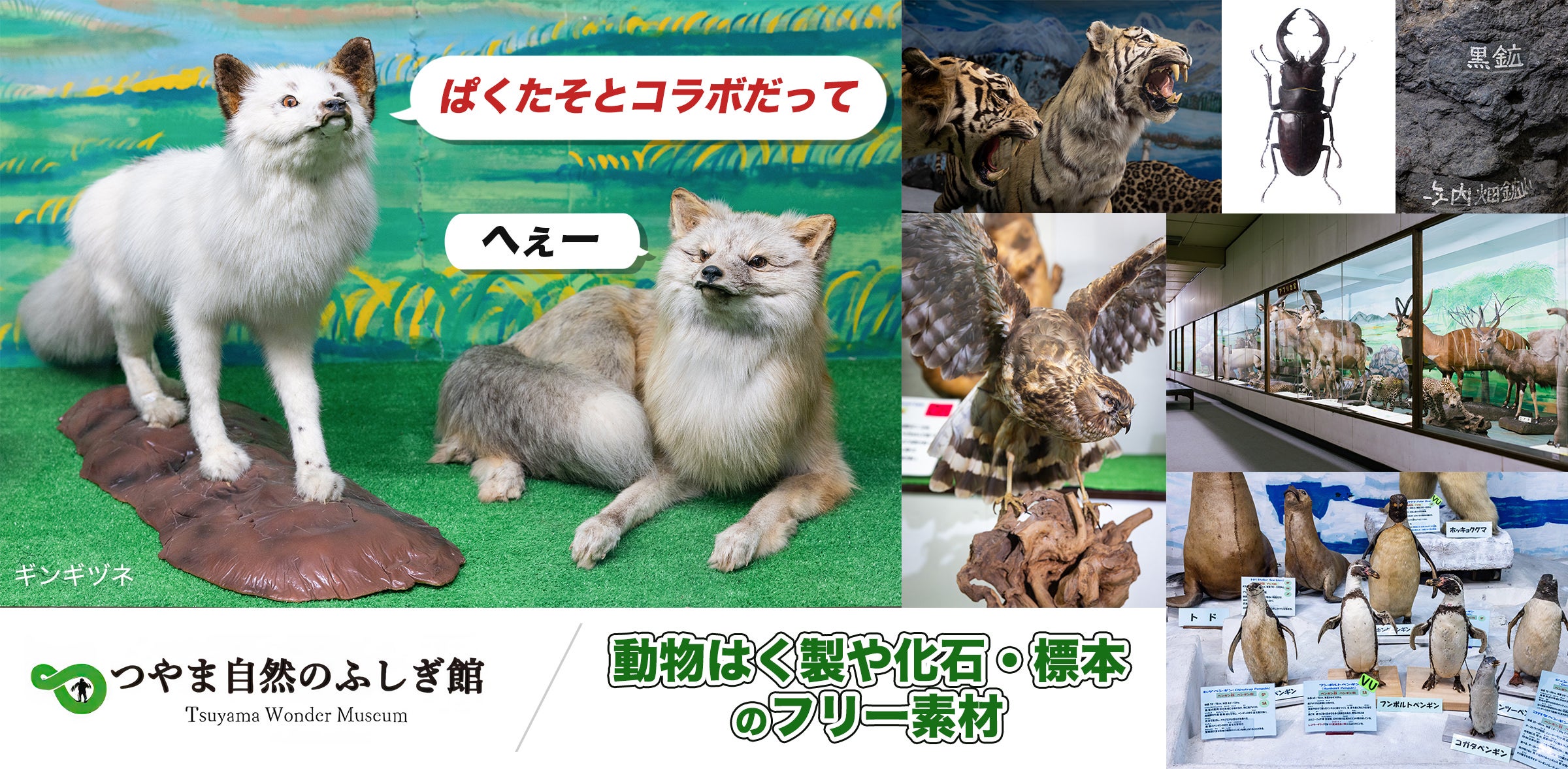 つやま自然のふしぎ館の動物はく製や化石・標本などの展示品フリー素材