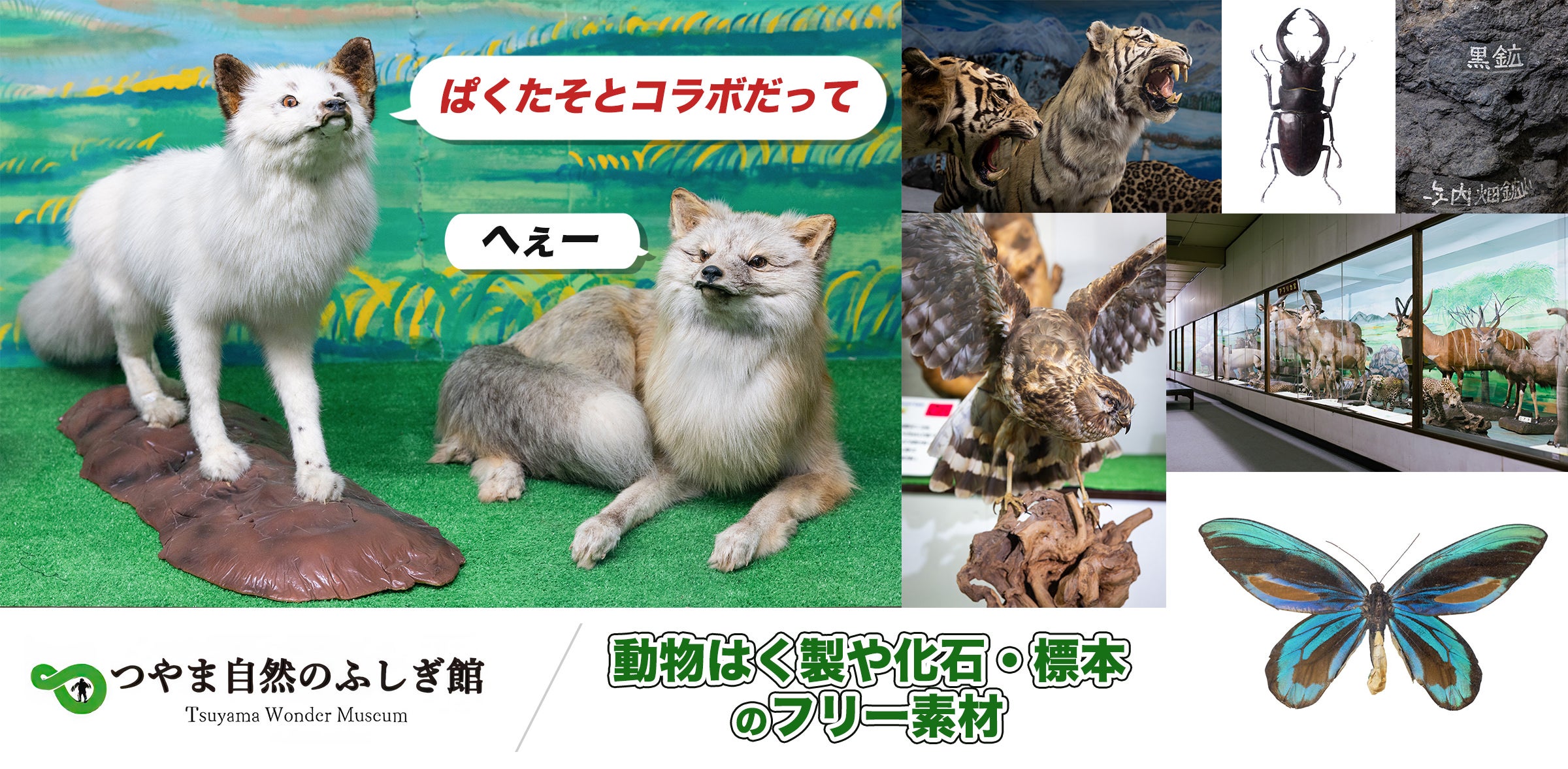 つやま自然のふしぎ館の動物はく製や化石・標本などの展示品フリー素材