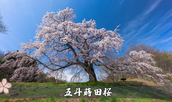 五斗蒔田の桜