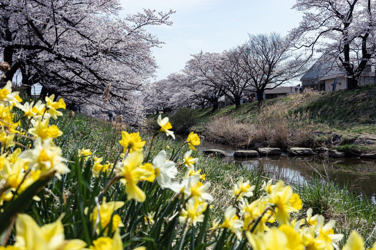 水仙と藤田川ふれあい桜の写真素材