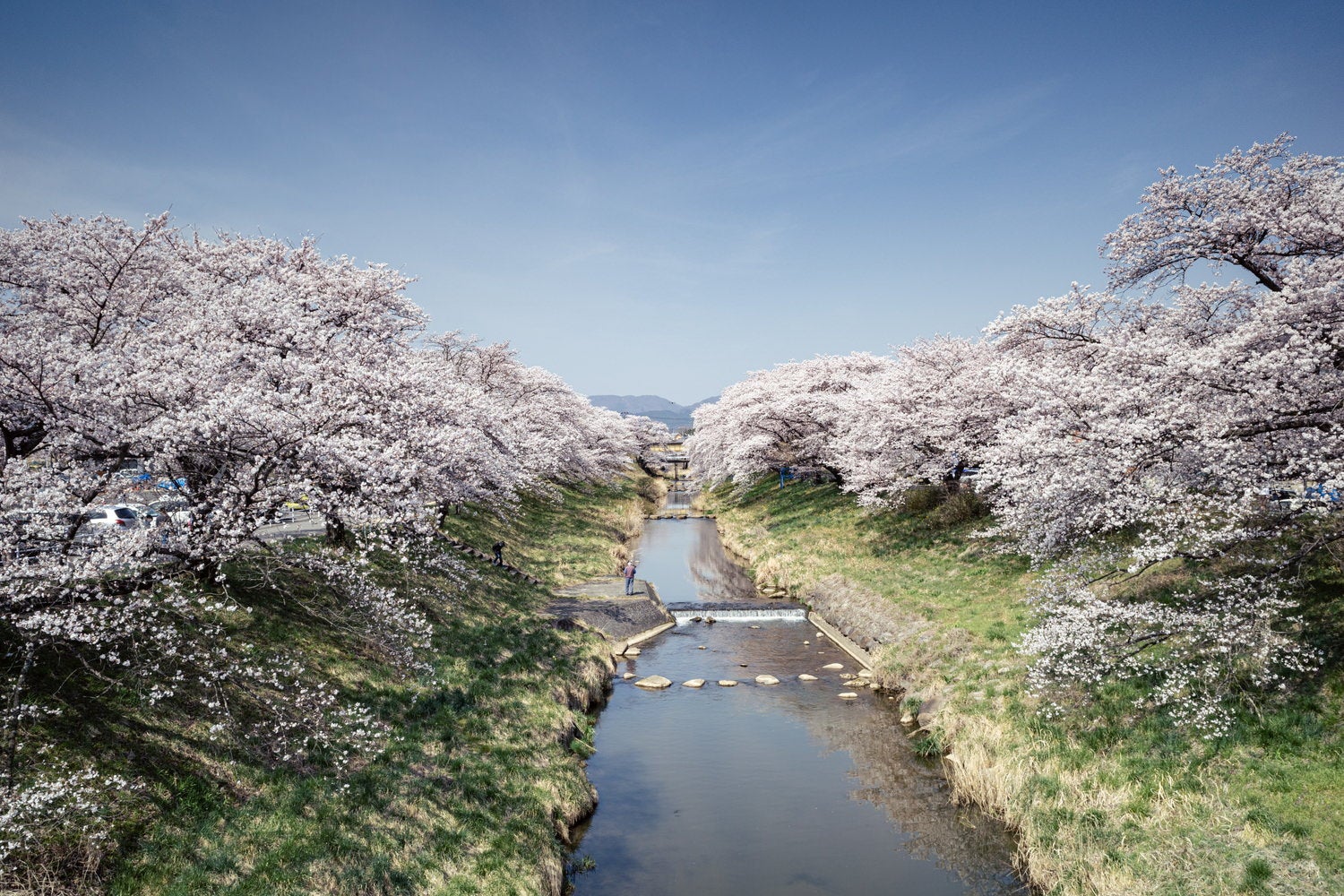 藤田川ふれあい桜の様子の写真素材