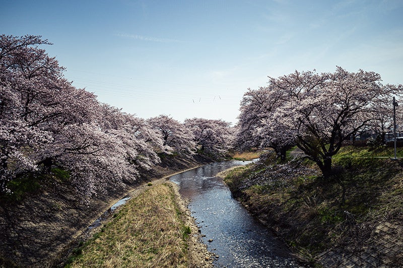 藤田川の河川沿いに咲く桜並木の写真素材