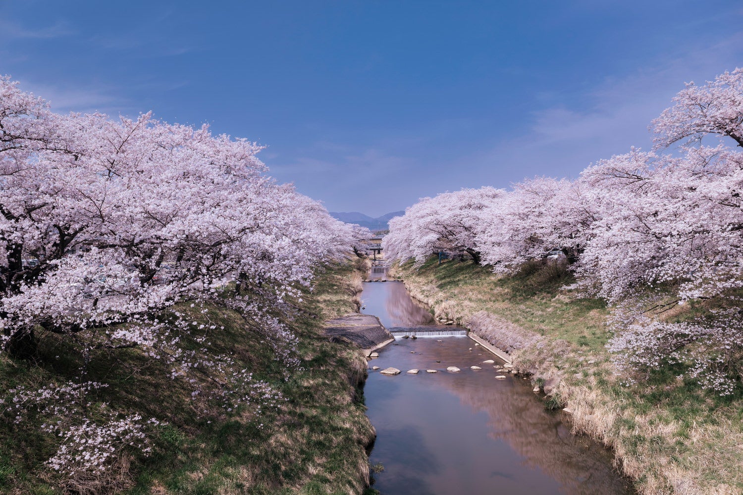 水面に映る桜並木が美しい藤田川の写真素材