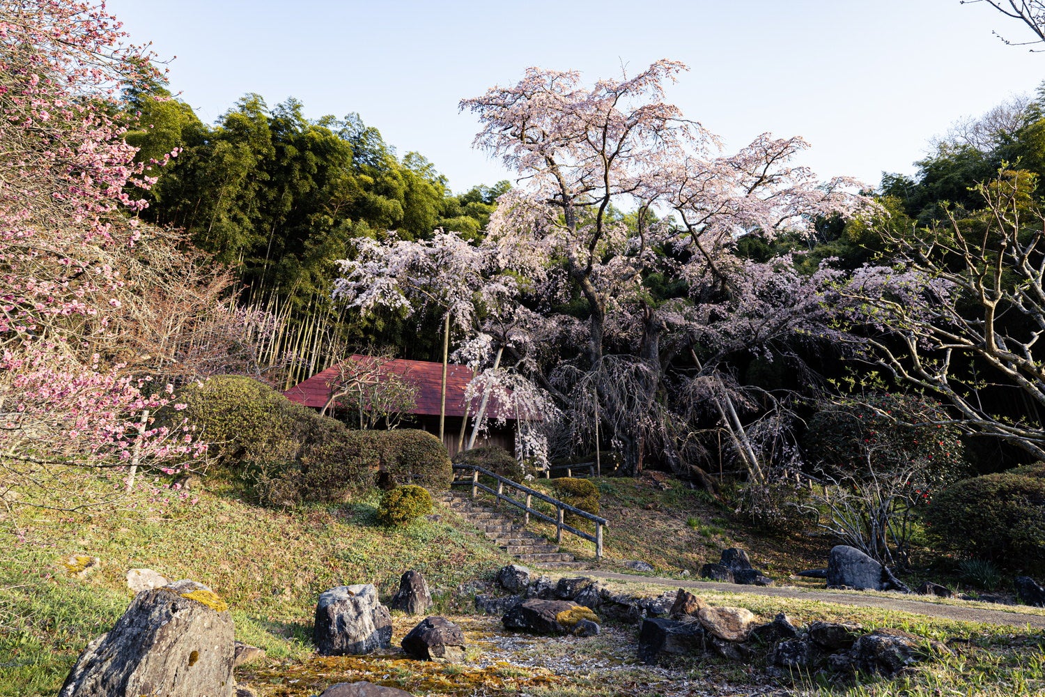 雪村庵と満開の雪村桜の写真素材