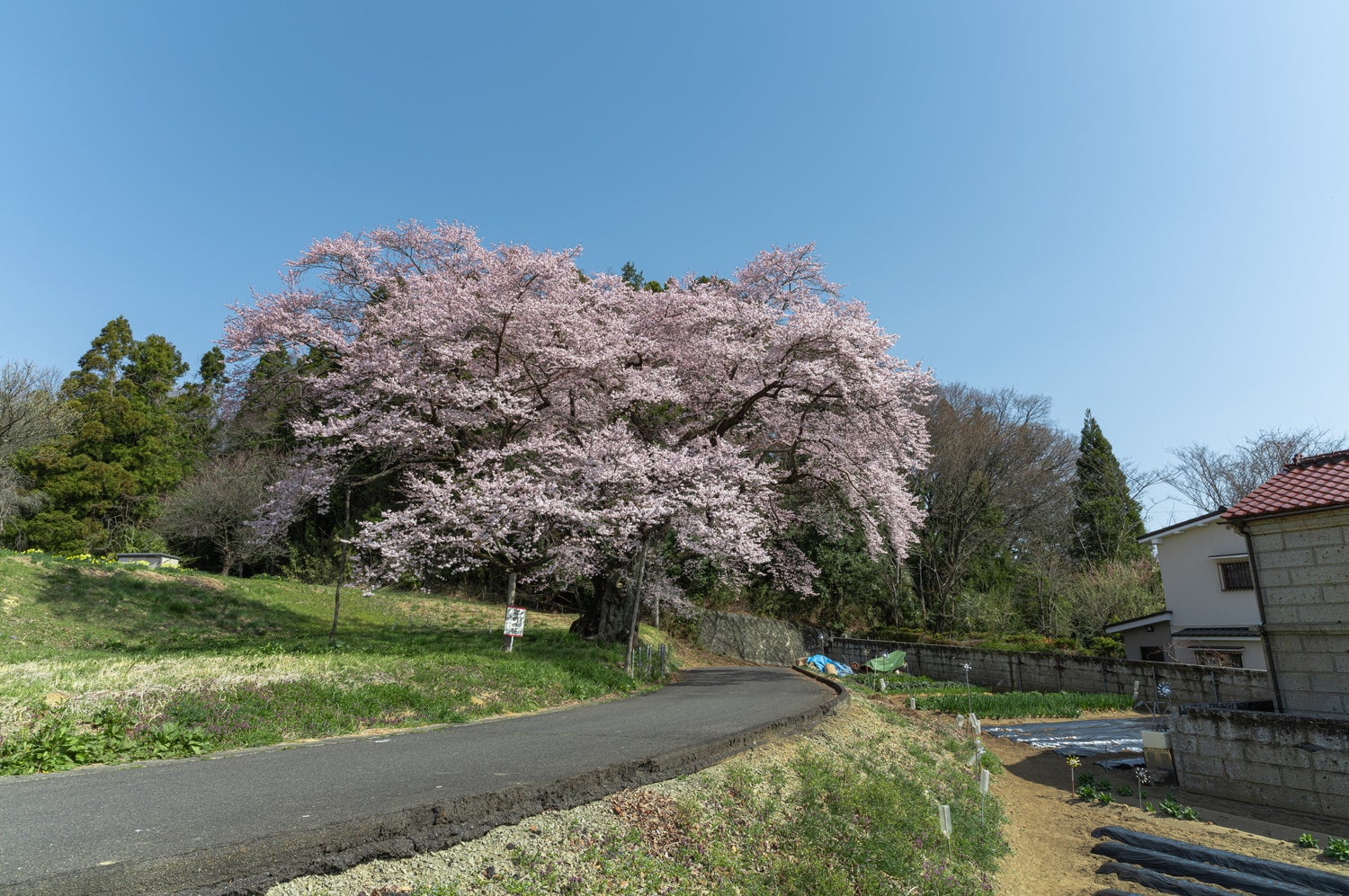 市街地に咲く一本桜「弥明の桜」の写真素材