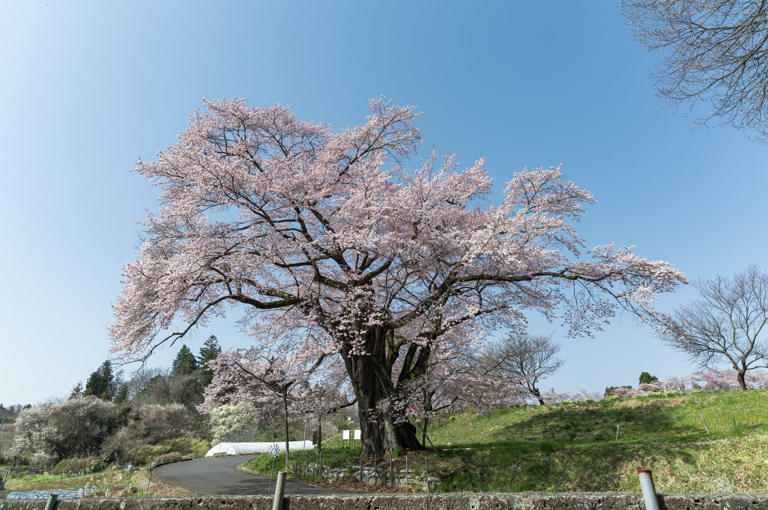 青空と弥明の桜の写真素材