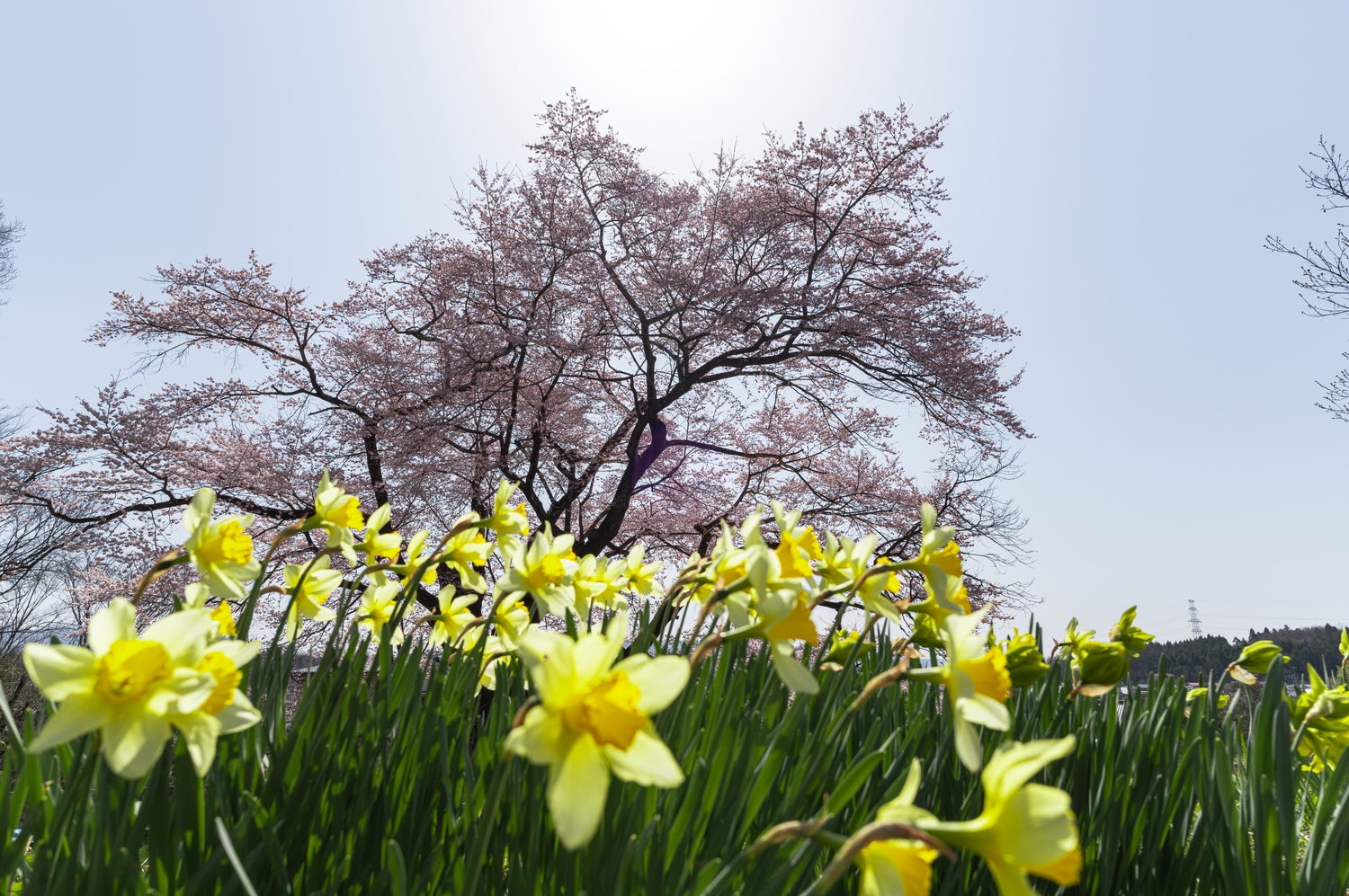 水仙と弥明の桜の写真素材