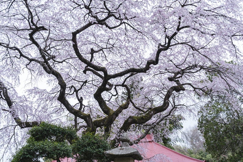水月観音堂にある桜の写真素材