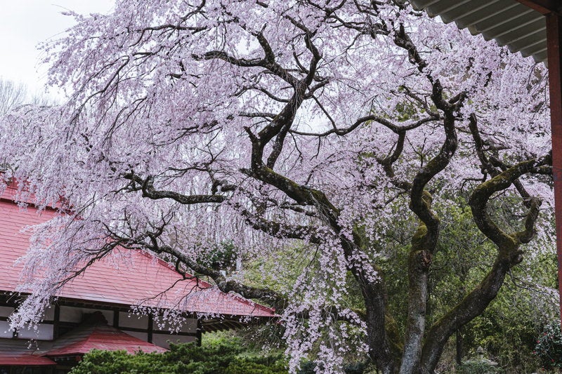 常林寺の境内に咲く桜の写真素材
