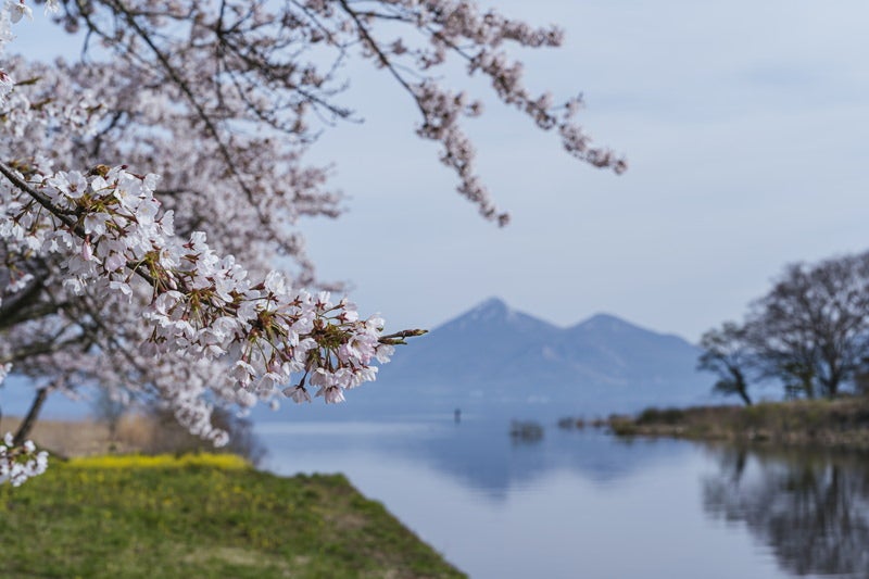 舟津川と桜の写真素材