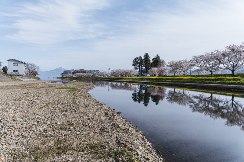 船津川の桜並木の写真素材
