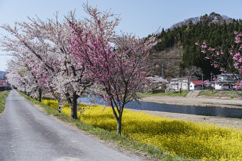 桜並木と菜の花の船津川の写真素材