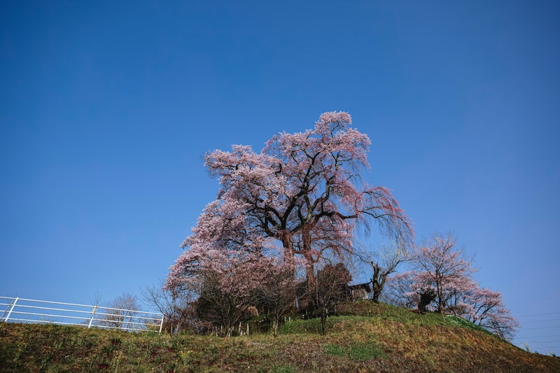 丘の上に咲く天神夫婦桜の写真素材