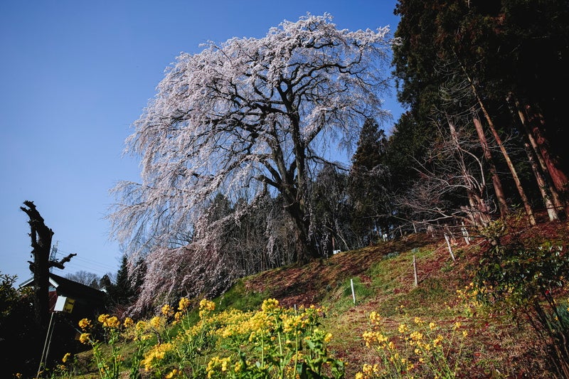 樹齢200年を超える内出の桜と菜の花畑の写真素材
