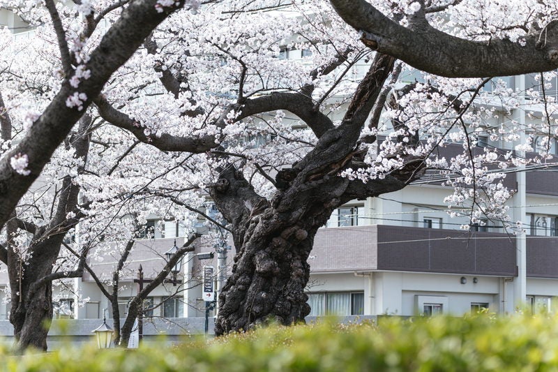 明治11年植樹の染井吉野の桜の写真素材