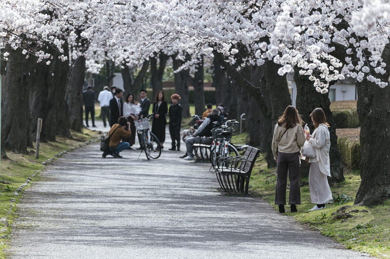 開成山公園で花見をする人たちの写真素材
