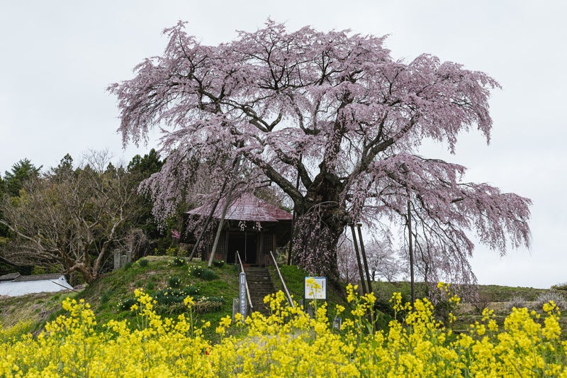 菜の花と不動桜の写真素材