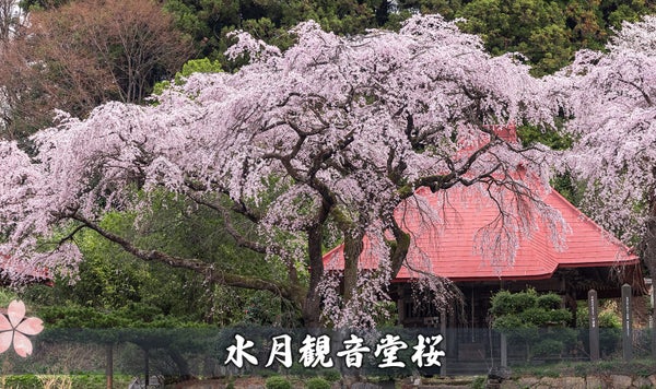 水月観音堂桜 常林寺の桜
